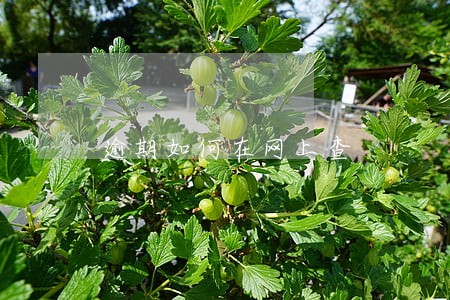 逾期如何在网上查 逾期如何在网上查