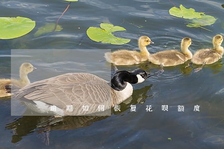逾期如何恢复花呗额度
