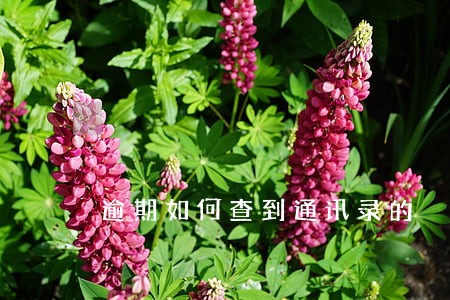 逾期如何查到通讯录的 逾期如何查到通讯录的