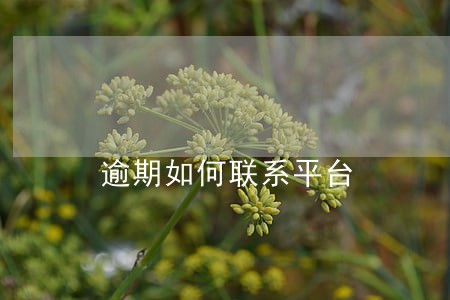 逾期如何联系平台 逾期如何联系平台