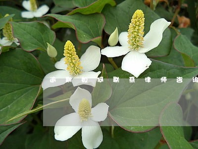 逾期如何联系律师咨询 逾期如何联系律师咨询
