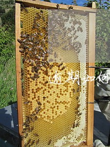 逾期如何补申报 逾期如何补申报