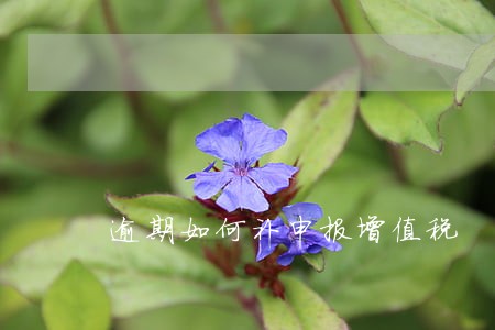 逾期如何补申报增值税 逾期如何补申报增值税