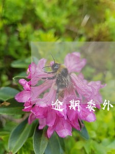 逾期委外招商 逾期委外招商