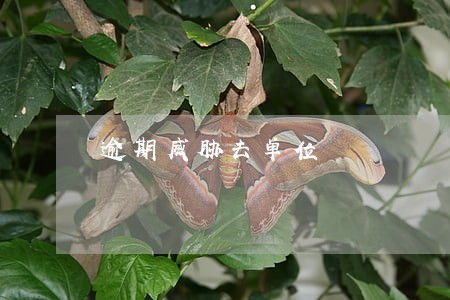 逾期威胁去单位
