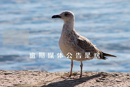 逾期媒体公告是啥 逾期媒体公告是啥
