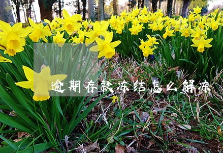 逾期存款冻结怎么解冻 逾期存款冻结怎么解冻