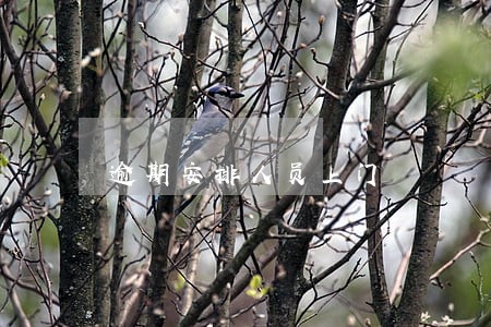 逾期安排人员上门 逾期安排人员上门