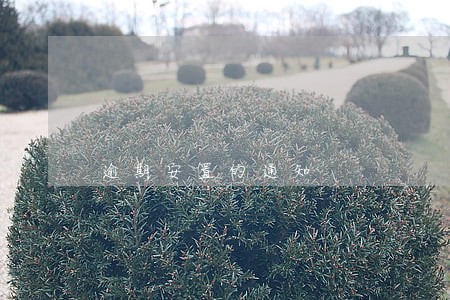 逾期安置的通知 逾期安置的通知