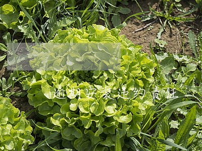 逾期安装违约责任 逾期安装违约责任