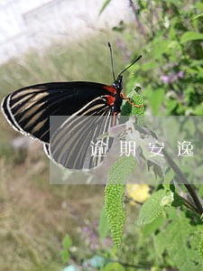 逾期安逸花会被抓吗 逾期安逸花会被抓吗
