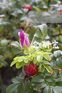 逾期完工违约金反诉答辩