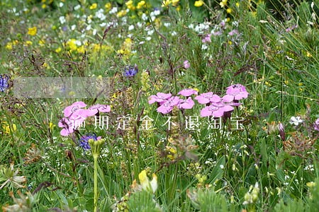 逾期定金不退淘宝 逾期定金不退淘宝