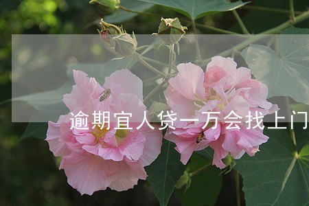 逾期宜人贷一万会找上门吗 逾期宜人贷一万会找上门吗