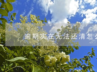 逾期实在无法还清怎么办 逾期实在无法还清怎么办