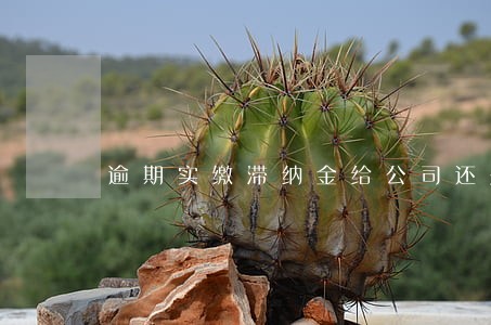 逾期实缴滞纳金给公司还是股东 逾期实缴滞纳金给公司还是股东