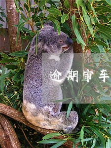 逾期审车不到一个月
