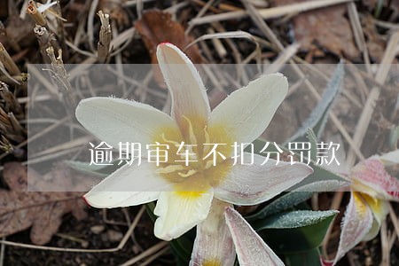 逾期审车不扣分罚款 逾期审车不扣分罚款