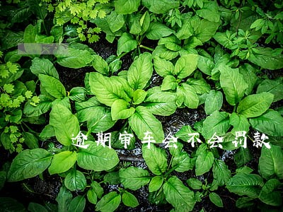 逾期审车会不会罚款 逾期审车会不会罚款