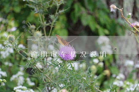逾期审车情况说明 逾期审车情况说明