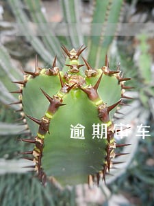 逾期审车法规定 逾期审车法规定