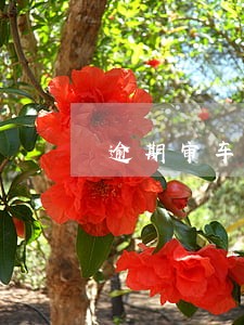 逾期审车罚款单 逾期审车罚款单