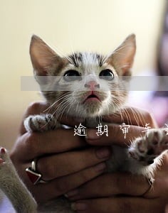 逾期审车罚款吗 逾期审车罚款吗
