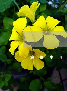 逾期审车被罚款吗 逾期审车被罚款吗