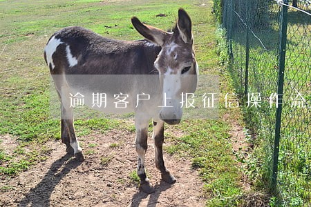 逾期客户上报征信操作流程