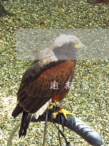 逾期客户免息申请 逾期客户免息申请