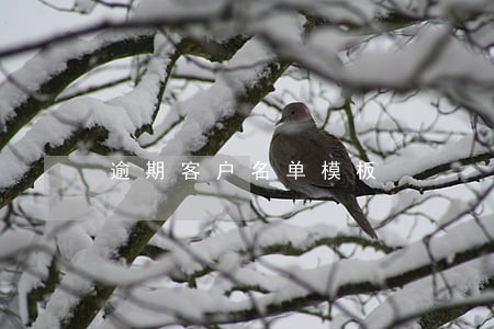 逾期客户名单模板 逾期客户名单模板