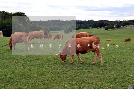 逾期客户回收率是多少