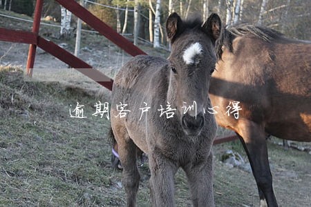 逾期客户培训心得 逾期客户培训心得