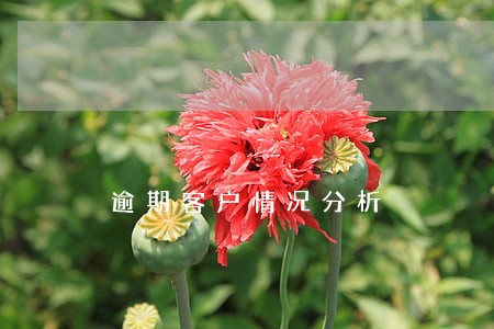 逾期客户情况分析 逾期客户情况分析