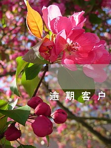 逾期客户担保 逾期客户担保