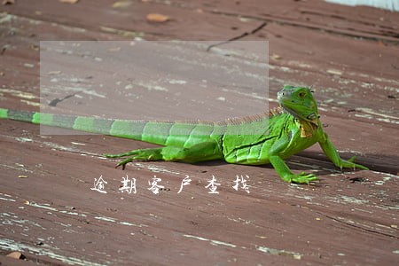 逾期客户查找