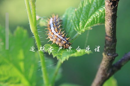 逾期客户漂白原理 逾期客户漂白原理