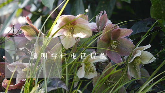 逾期客户电话提醒 逾期客户电话提醒