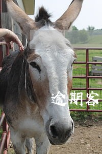 逾期客户的可变性表现 逾期客户的可变性表现