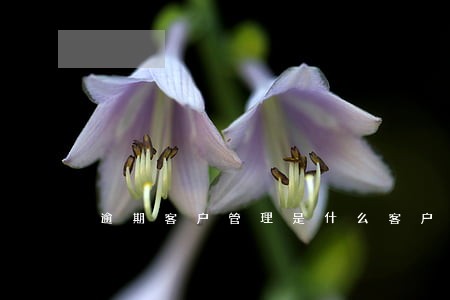 逾期客户管理是什么客户 逾期客户管理是什么客户