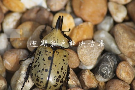 逾期客户解决方案 逾期客户解决方案
