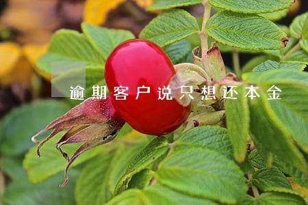 逾期客户说只想还本金 逾期客户说只想还本金