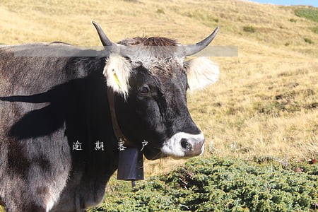 逾期客户贷前表现 逾期客户贷前表现
