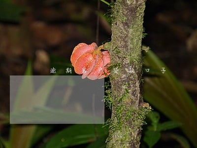 逾期客户贷款口子 逾期客户贷款口子