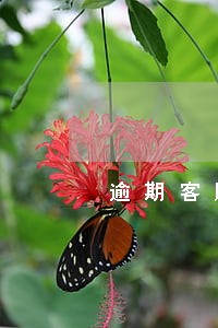 逾期客服说提档案寄去当地真的吗 逾期客服说提档案寄去当地真的吗