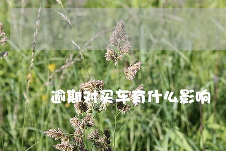 逾期对买车有什么影响 逾期对买车有什么影响