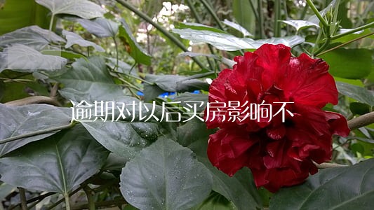 逾期对以后买房影响不 逾期对以后买房影响不