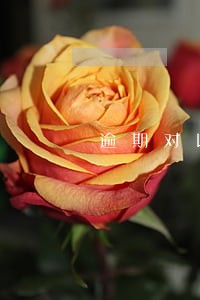 逾期对以后生活有什么影响 逾期对以后生活有什么影响