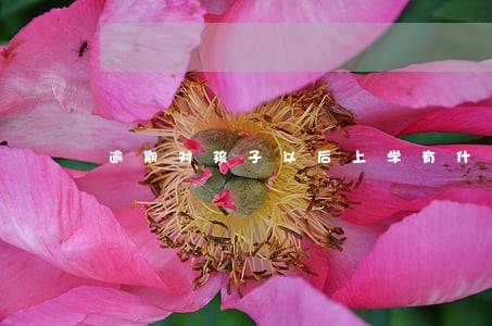 逾期对孩子以后上学有什么影响 逾期对孩子以后上学有什么影响