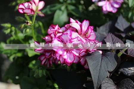 逾期对按揭买车有影响吗 逾期对按揭买车有影响吗